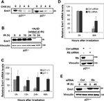 FBXO5 Antibody in Western Blot (WB)