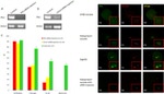 PLK1 Antibody in Immunocytochemistry (ICC/IF)