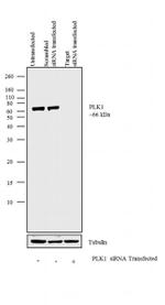 PLK1 Antibody in Western Blot (WB)