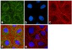 MUC5B Antibody in Immunocytochemistry (ICC/IF)