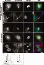 V5 Tag Antibody in Western Blot, Immunocytochemistry (WB, ICC/IF)