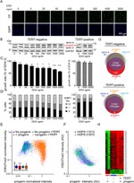 V5 Tag Antibody in Immunocytochemistry (ICC/IF)