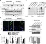 V5 Tag Antibody in Western Blot, Immunoprecipitation (WB, IP)