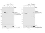 V5 Tag Antibody in Immunoprecipitation (IP)