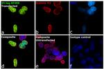 V5 Tag Antibody in Immunocytochemistry (ICC/IF)