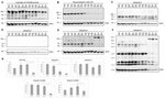 Ubiquilin 2 Antibody in Western Blot (WB)