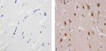 Ubiquilin 2 Antibody in Immunohistochemistry (Paraffin) (IHC (P))