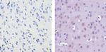 Ubiquilin 2 Antibody in Immunohistochemistry (Paraffin) (IHC (P))