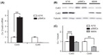 Connexin 40 Antibody in Western Blot (WB)