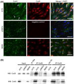 Connexin 40 Antibody in Western Blot, Immunoprecipitation (WB, IP)