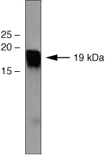 Connexin 40 Antibody in Western Blot (WB)