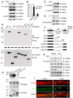 HSP90 beta Antibody in Western Blot, Immunoprecipitation (WB, IP)