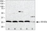 PSME3 Antibody in Western Blot (WB)