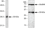 SOCS1 Antibody in Western Blot (WB)