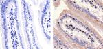 PKC zeta Antibody in Immunohistochemistry (Paraffin) (IHC (P))