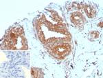 CD161/KLRB1 (Killer cell lectin like receptor B1) Antibody in Immunohistochemistry (Paraffin) (IHC (P))