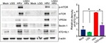 VPS34 Antibody in Western Blot (WB)