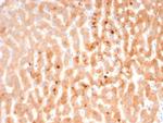 KNG1/Kininogen 1 (KNG1-Heavy chain) Antibody in Immunohistochemistry (Paraffin) (IHC (P))