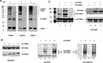 PSME3 Antibody in Western Blot (WB)