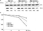 PSME3 Antibody in Western Blot (WB)