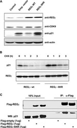 PSME3 Antibody in Western Blot (WB)