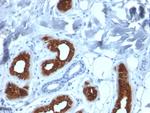 Cytokeratin 3 (KRT3) (Corneal Epithelial Marker) Antibody in Immunohistochemistry (Paraffin) (IHC (P))