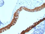 Cytokeratin 3 (KRT3) (Corneal Epithelial Marker) Antibody in Immunohistochemistry (Paraffin) (IHC (P))