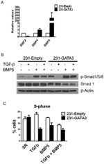 SMAD1 Antibody in Western Blot (WB)