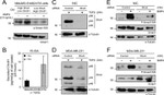 SMAD1 Antibody in Western Blot (WB)