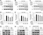 SMAD1 Antibody in Western Blot (WB)