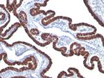 Cytokeratin 7 (Glandular and Transitional Epithelial Marker) Antibody in Immunohistochemistry (Paraffin) (IHC (P))