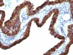 Cytokeratin 7 (Glandular and Transitional Epithelial Marker) Antibody in Immunohistochemistry (Paraffin) (IHC (P))