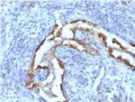 Cytokeratin 8 (KRT8) Antibody in Immunohistochemistry (Paraffin) (IHC (P))