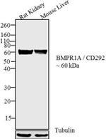 BMPR1A Antibody in Western Blot (WB)