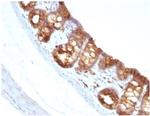 Cytokeratin 18 (KRT18) Antibody in Immunohistochemistry (Paraffin) (IHC (P))