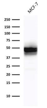 Cytokeratin 18 (KRT18) Antibody in Western Blot (WB)