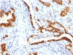 Cytokeratin 18 (KRT18) Antibody in Immunohistochemistry (Paraffin) (IHC (P))