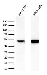 Cytokeratin 18 (KRT18) Antibody in Western Blot (WB)