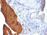 Cytokeratin 19 (KRT19) (Pancreatic Stem Cell Marker) Antibody in Immunohistochemistry (Paraffin) (IHC (P))