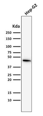 Cytokeratin 19 (KRT19) (Pancreatic Stem Cell Marker) Antibody in Western Blot (WB)