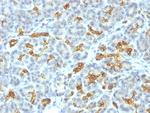 Cytokeratin 19 (KRT19) (Pancreatic Stem Cell Marker) Antibody in Immunohistochemistry (Paraffin) (IHC (P))