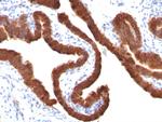 Cytokeratin 19 (KRT19) (Pancreatic Stem Cell Marker) Antibody in Immunohistochemistry (Paraffin) (IHC (P))