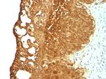 Cytokeratin 19 (KRT19) (Pancreatic Stem Cell Marker) Antibody in Immunohistochemistry (Paraffin) (IHC (P))