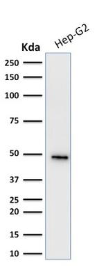 Cytokeratin 19 (KRT19) (Pancreatic Stem Cell Marker) Antibody in Western Blot (WB)