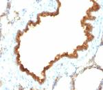 Cytokeratin 19 (Pancreatic Stem Cell Marker) Antibody in Immunohistochemistry (Paraffin) (IHC (P))