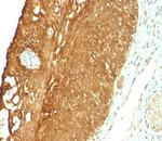 Cytokeratin 19 (Pancreatic Stem Cell Marker) Antibody in Immunohistochemistry (Paraffin) (IHC (P))