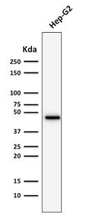 Cytokeratin 19 (KRT19) Antibody in Western Blot (WB)