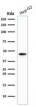 Cytokeratin 19 (KRT19) Antibody in Western Blot (WB)