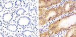 Claudin 18 Antibody in Immunohistochemistry (Paraffin) (IHC (P))