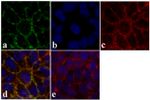 Claudin 12 Antibody in Immunocytochemistry (ICC/IF)